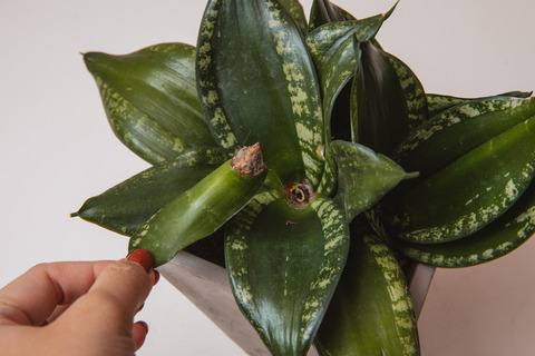 サンセベリアに謎の奇病蔓延 Botanical Journal