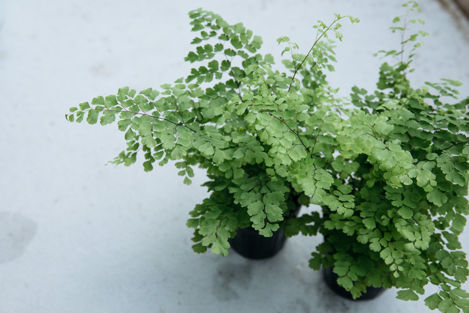 アジアンタムと頭の良くなる Botanical Journal アジアンタムと頭の良くなる Botanical Journal