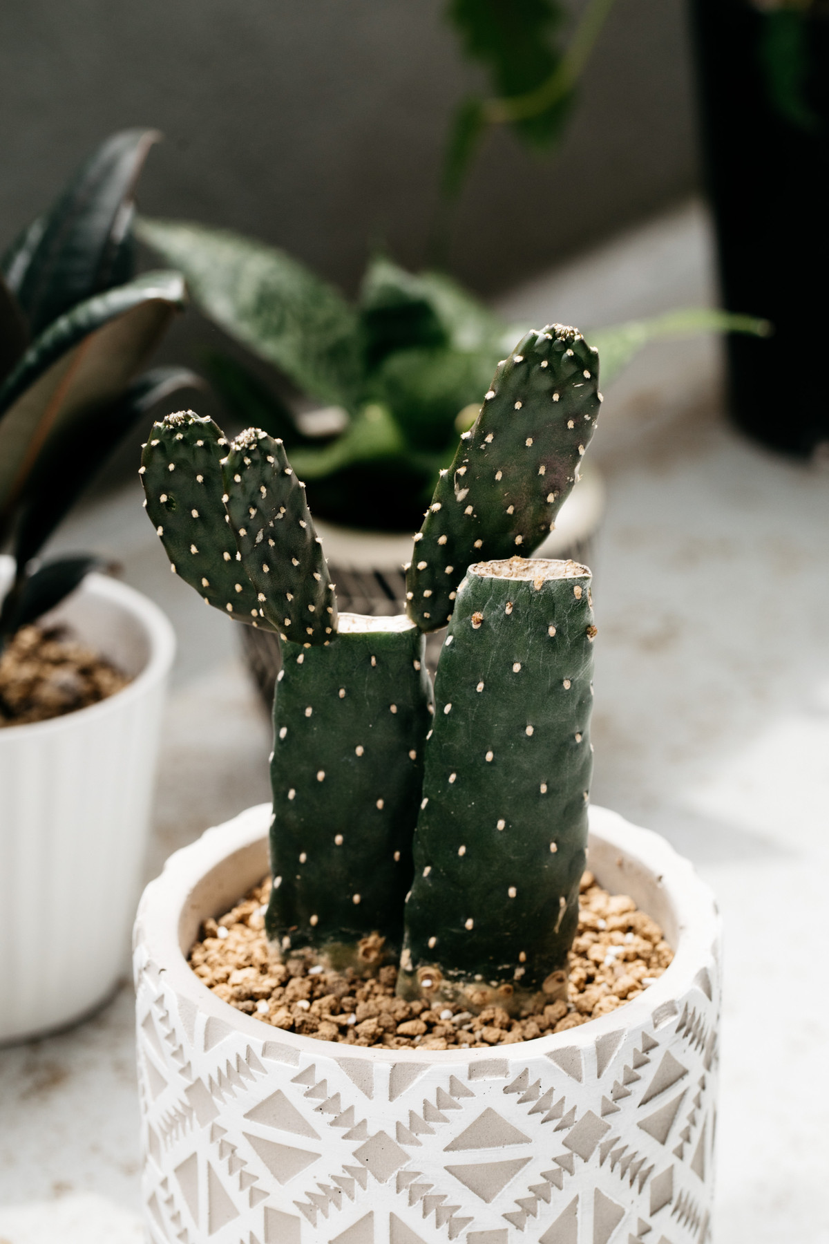 サボテン 2018年の記録 : BOTANICAL JOURNAL