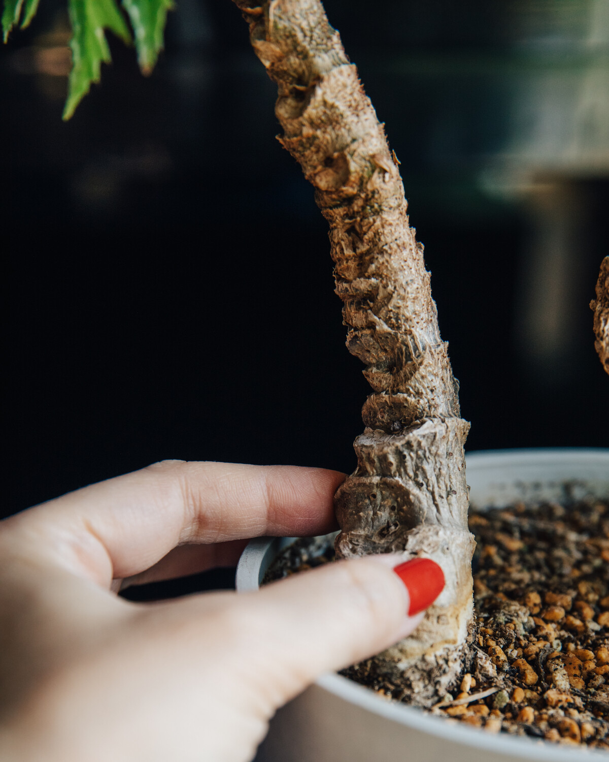 さくらベゴニアがピンチです Botanical Journal