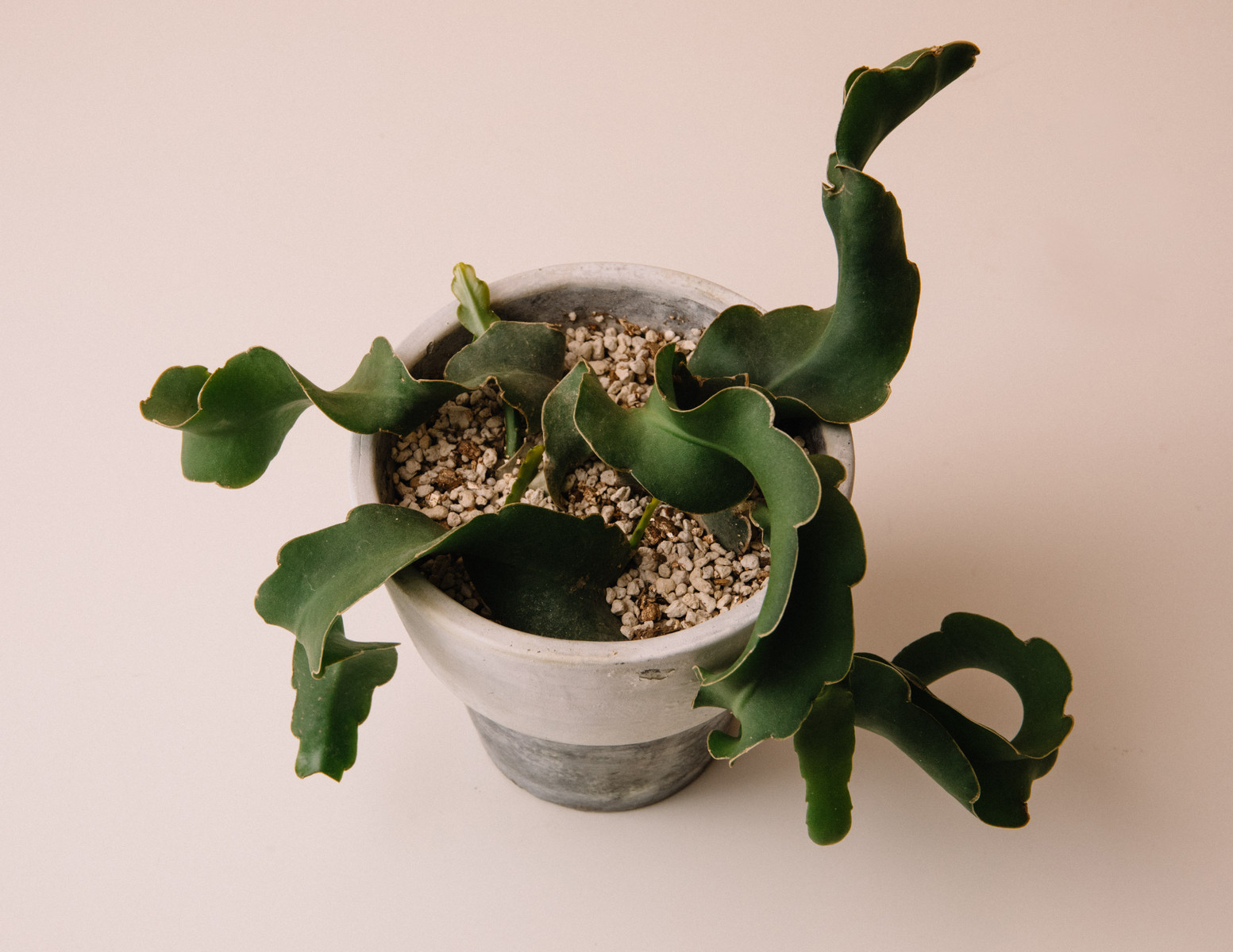 春 到来 Botanical Journal