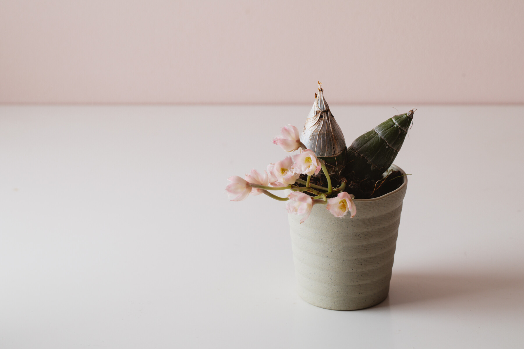 レベッカノーザンに待望の花芽 Botanical Journal レベッカノーザンに待望の花芽 Botanical Journal