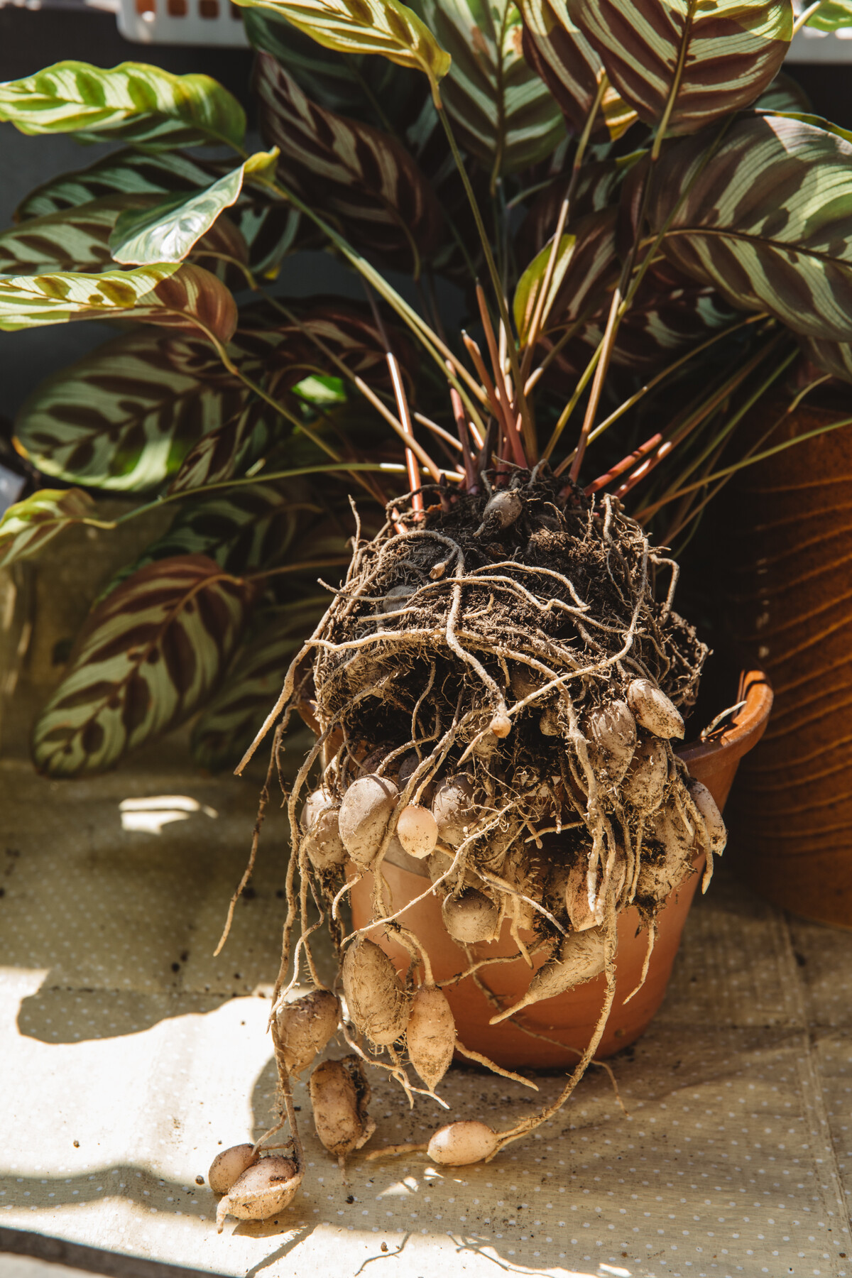 マコヤナのイモが凄い Botanical Journal