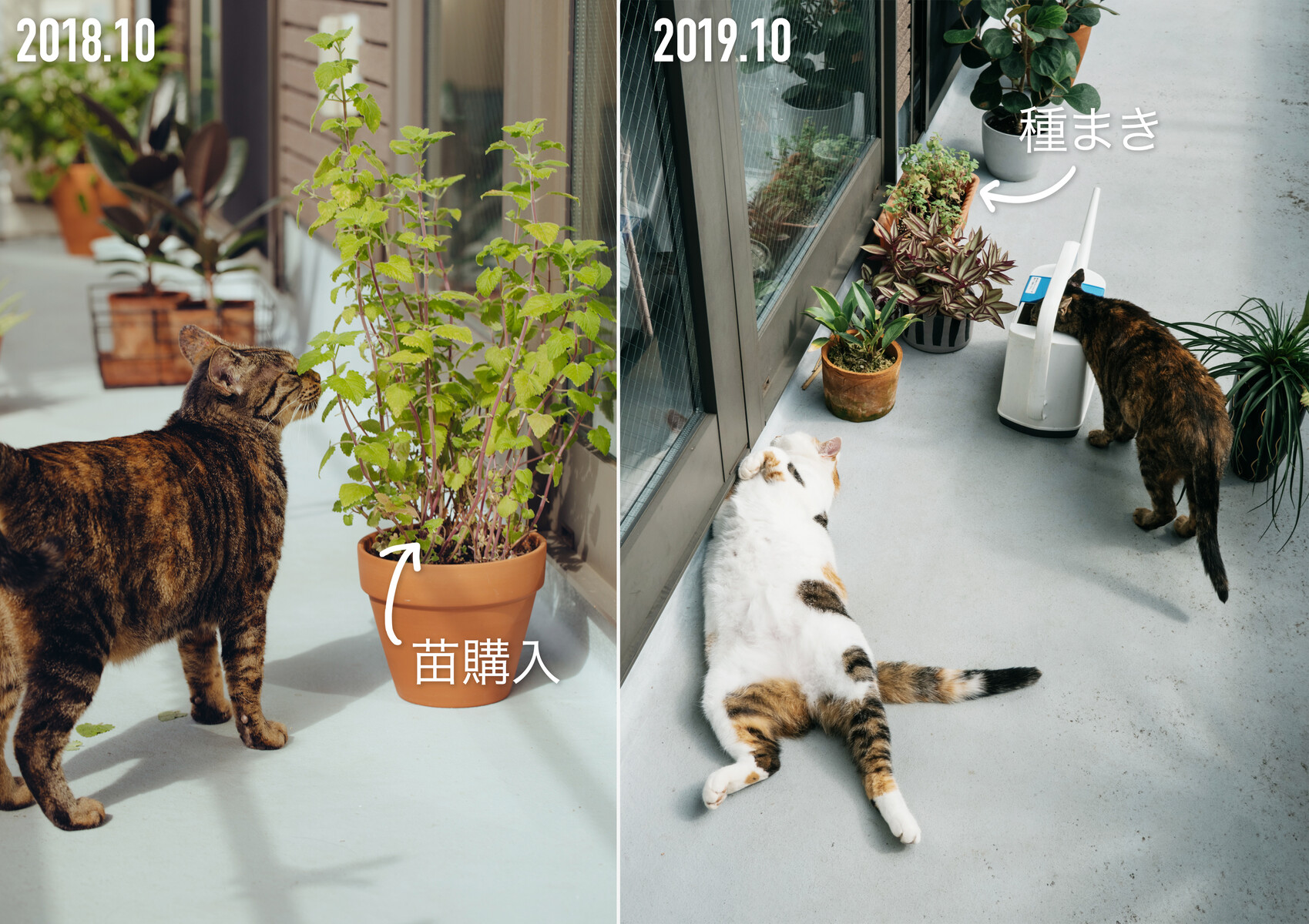 思い出の植物たち 19 Botanical Journal