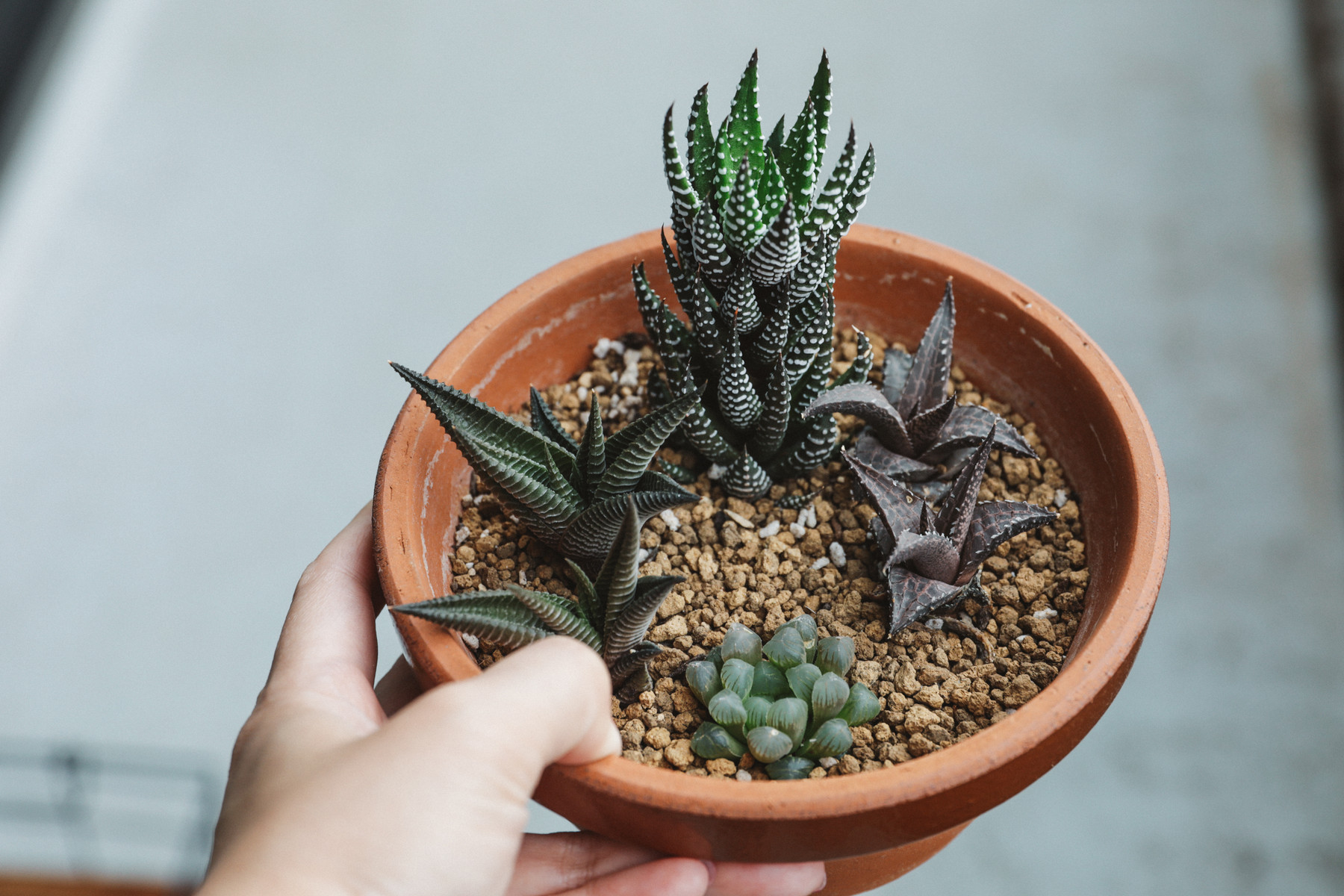 ハオルシア 1年の成長記録 : BOTANICAL JOURNAL