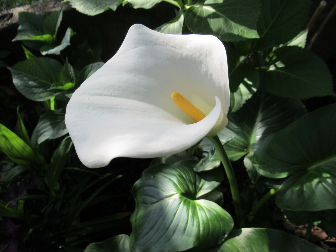 思いつき日記 花言葉