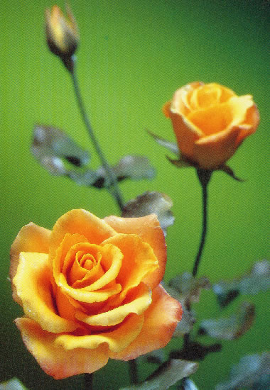 Illustrator 黄色い花 Bottlecube Designer S Blog