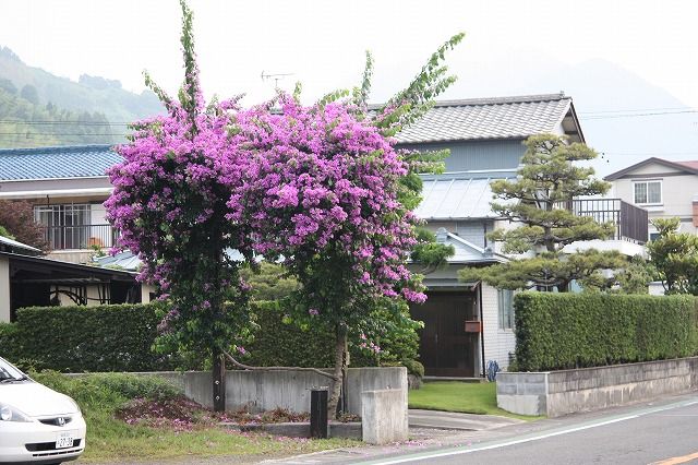 ブーゲンビリア 地 植え オリーブ 剪定