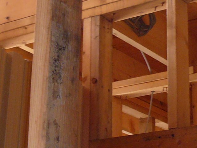 建築中のカビ 柱とか だーれも知らないカビ対策 建築中のカビ 柱とか だーれも知らないカビ対策