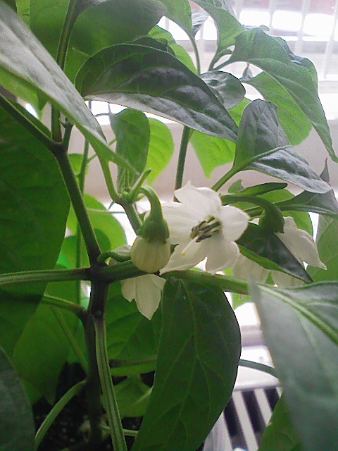 人口受粉 世界一辛い唐辛子を収穫しよう