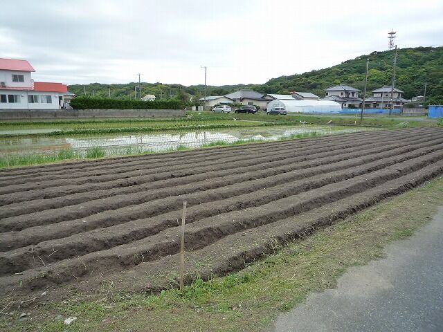 ５月２０日 さつま芋畑マルチ張り 房ブロ 房南中ブログ