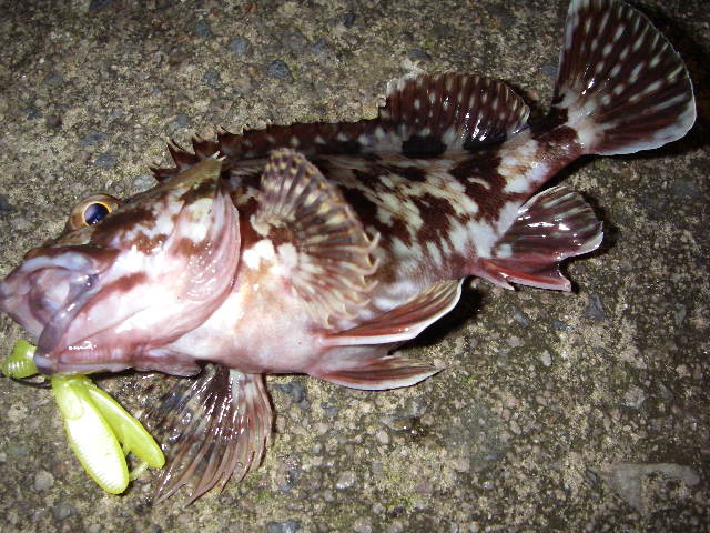 20070103¥«¥µ¥´