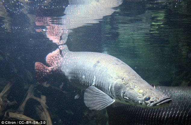 ピラルクの 鱗 がエイガードになる 某プロの 続 言いたいことも言えない こんな世の中じゃ ピラルクの 鱗 がエイガードになる 某プロの 続 言いたいことも言えない こんな世の中じゃ