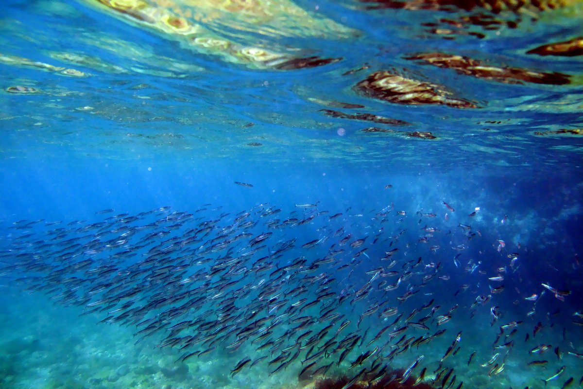 去年とは違うルアーローテーションで今年の夏はシーバス釣りを楽しむ 某プロの 続 言いたいことも言えない こんな世の中じゃ