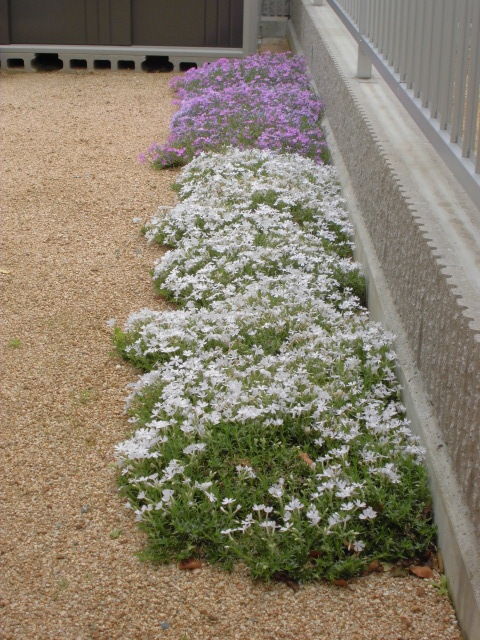 庭の芝桜が 素人登山家の山行記録 庭の芝桜が 素人登山家の山行記録