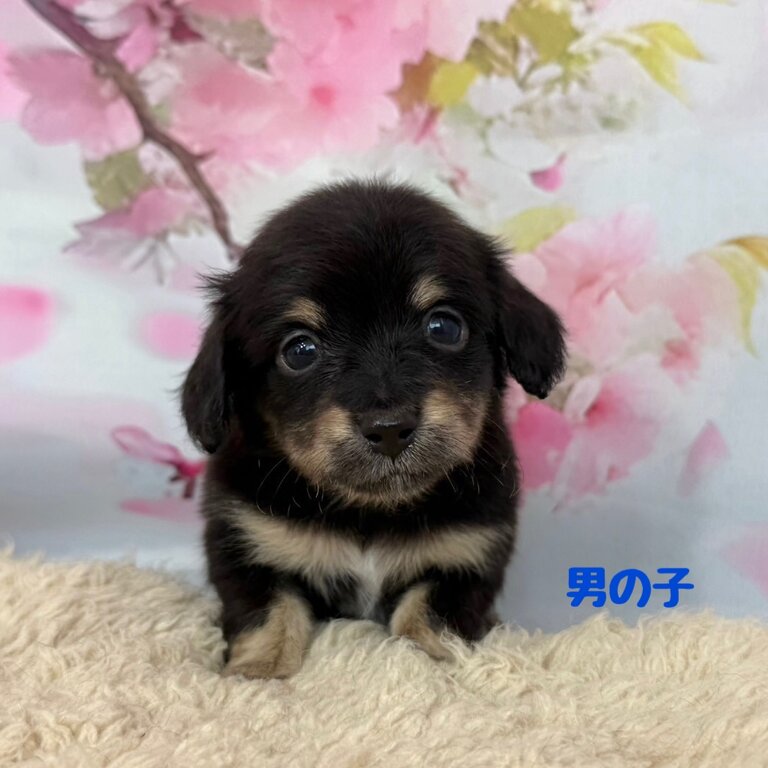 黄音4