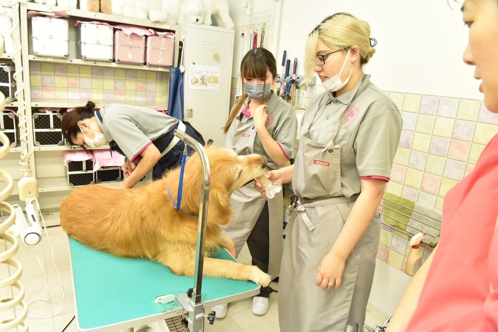 専科