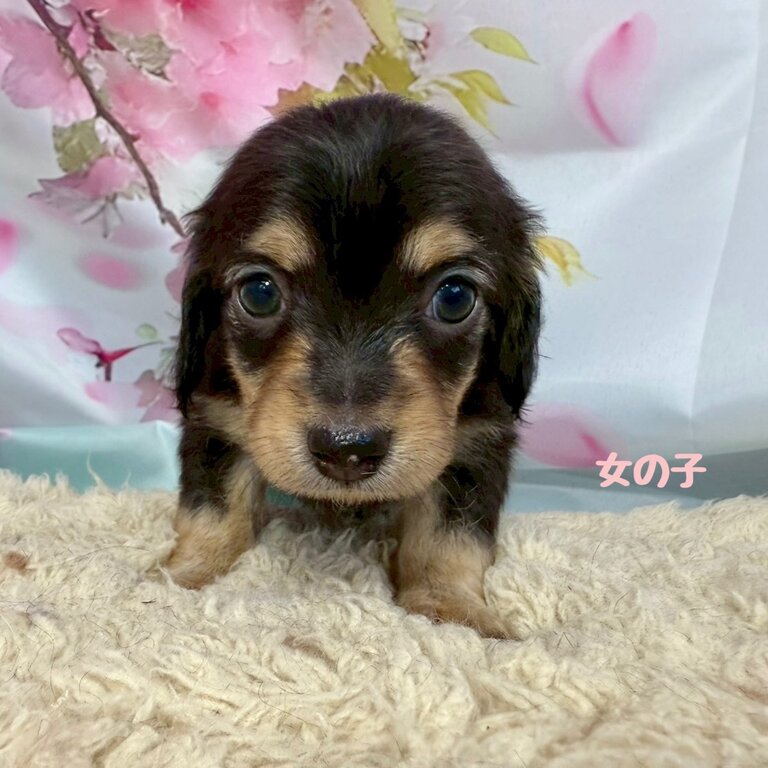 黄音2