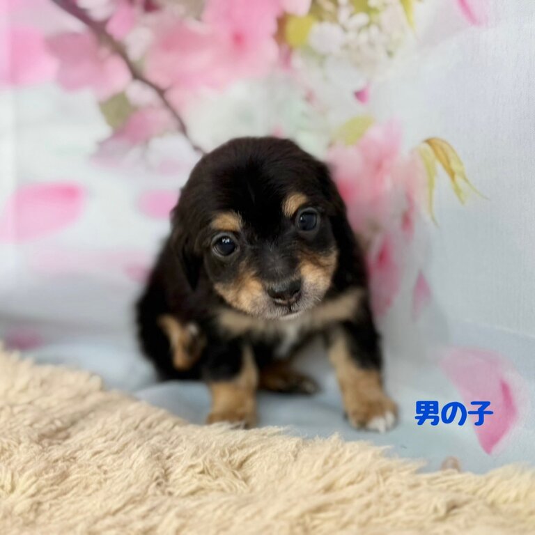 黄音3