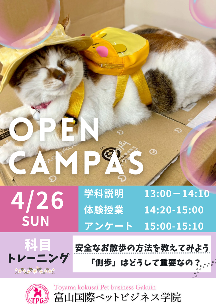 �ԥ󥯡��忧���ѡ��ץ롡�ե��ߥ˥󡡥����ץ󥭥��ѥ������饷��A4