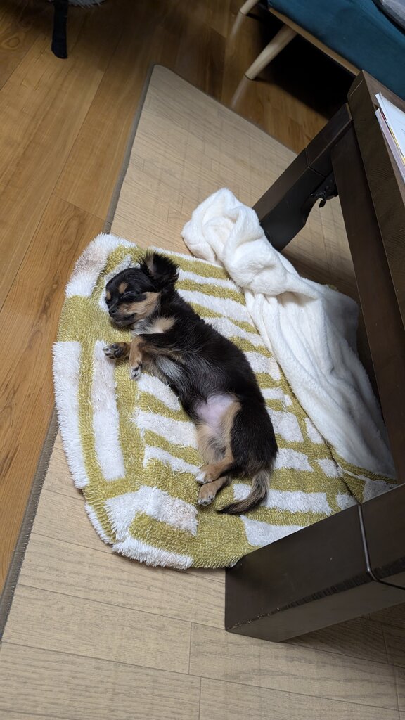 PXL_20251205_134909895.RAW-01.MP.COVER