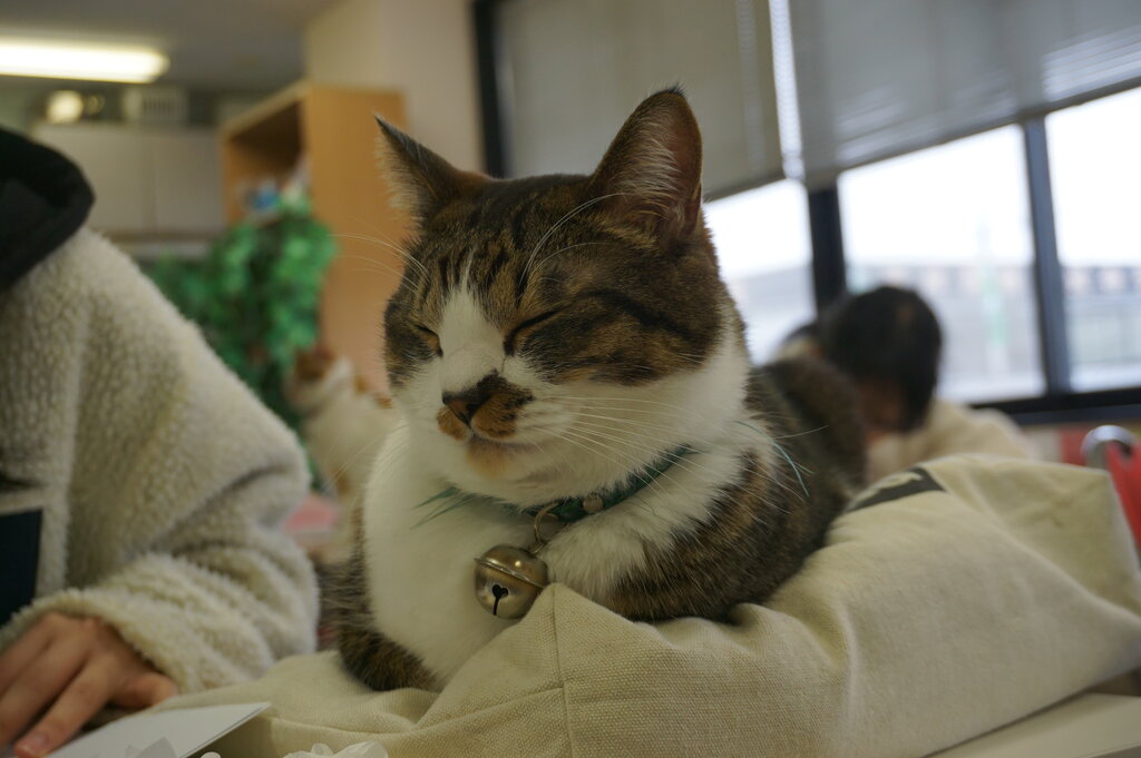 DSC07019