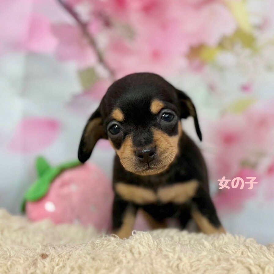 黄音1