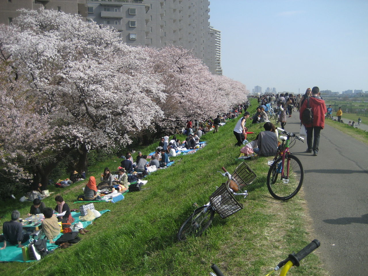 今年も多摩川で花見を トヨエツのブログ
