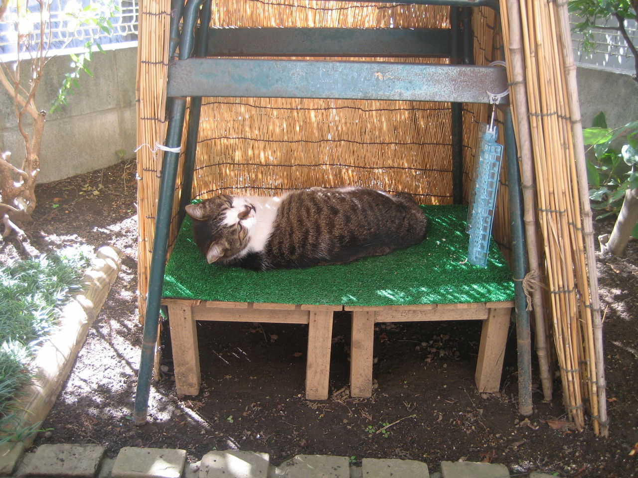 ギャング猫をやっつけろ : トヨエツのブログ