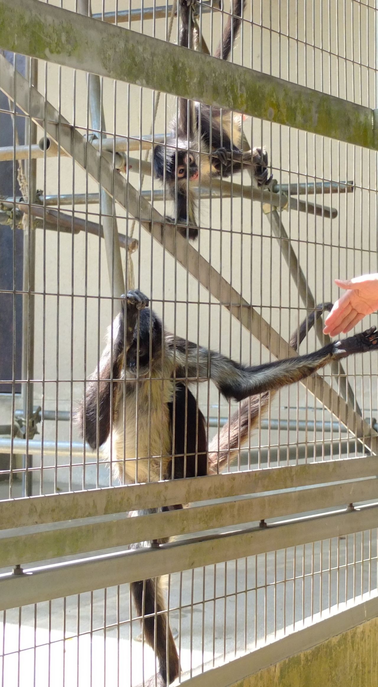池田動物園スケッチ大会 個別指導の絵画教室ボックス 岡山市 画塾 池田動物園スケッチ大会 個別指導の絵画教室ボックス 岡山市 画塾