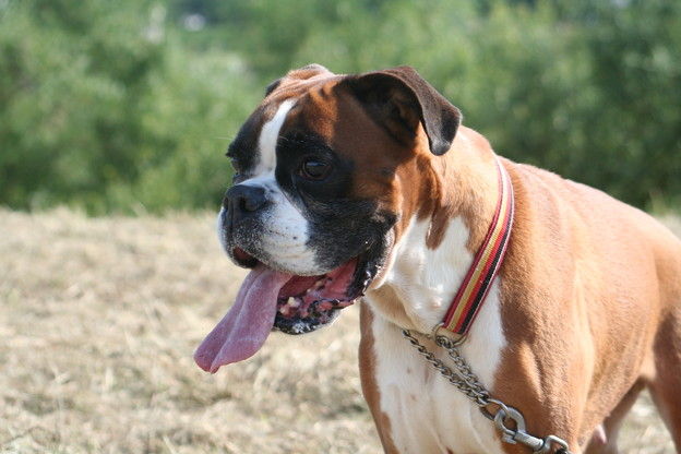 ２０１５年９月訓練会 １ 愛と根気があれば大丈夫 No Boxer No Life