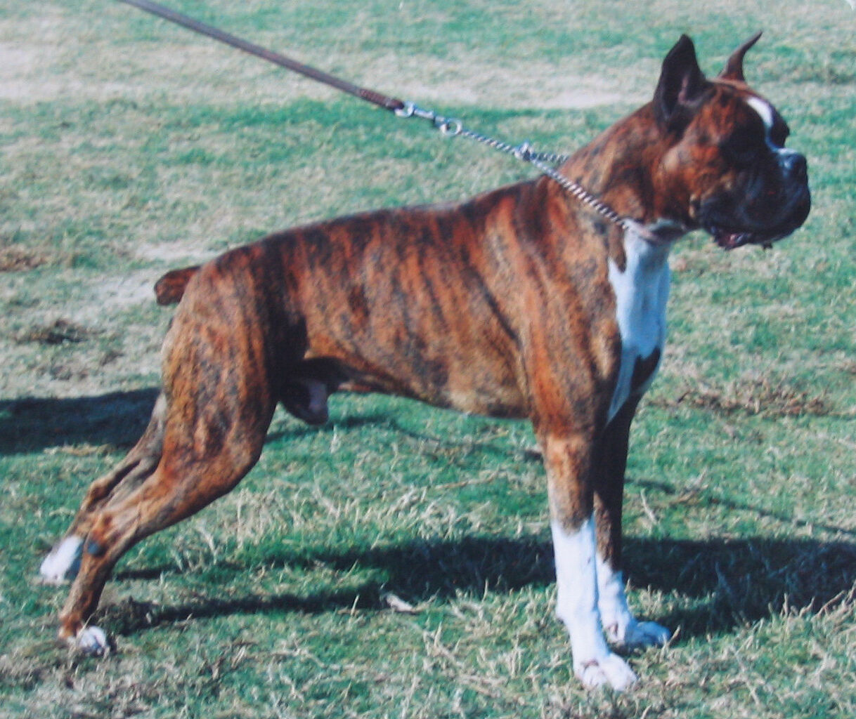 No Boxer No Life