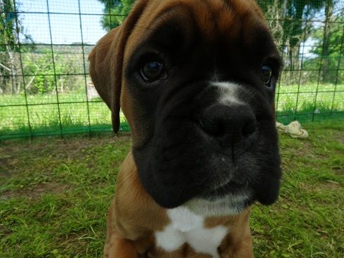 パピー天国 No Boxer No Life