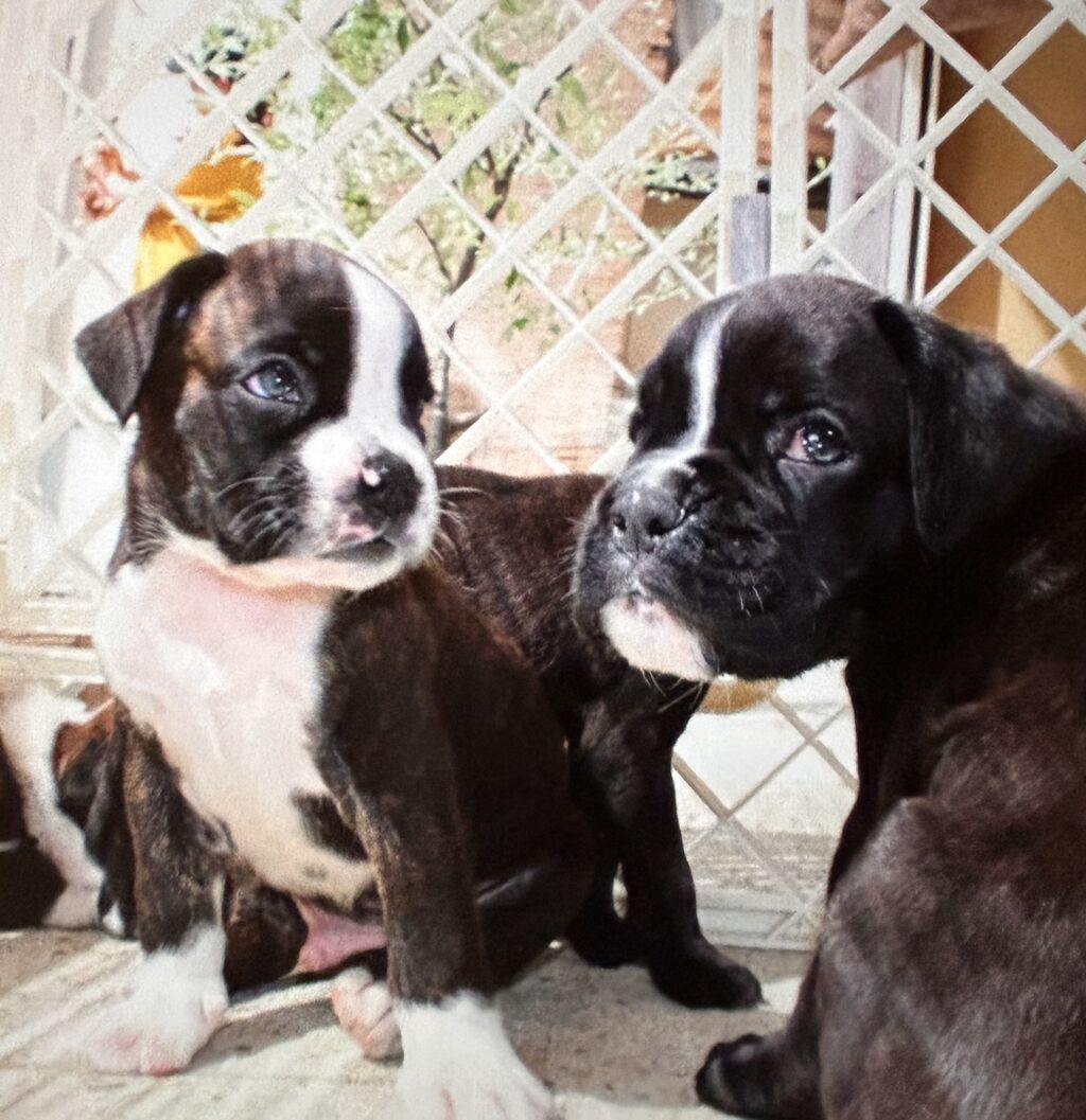 2024.8.21生まれの仔犬達 : NO BOXER NO LIFE