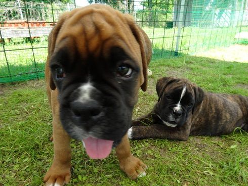 パピー天国 No Boxer No Life