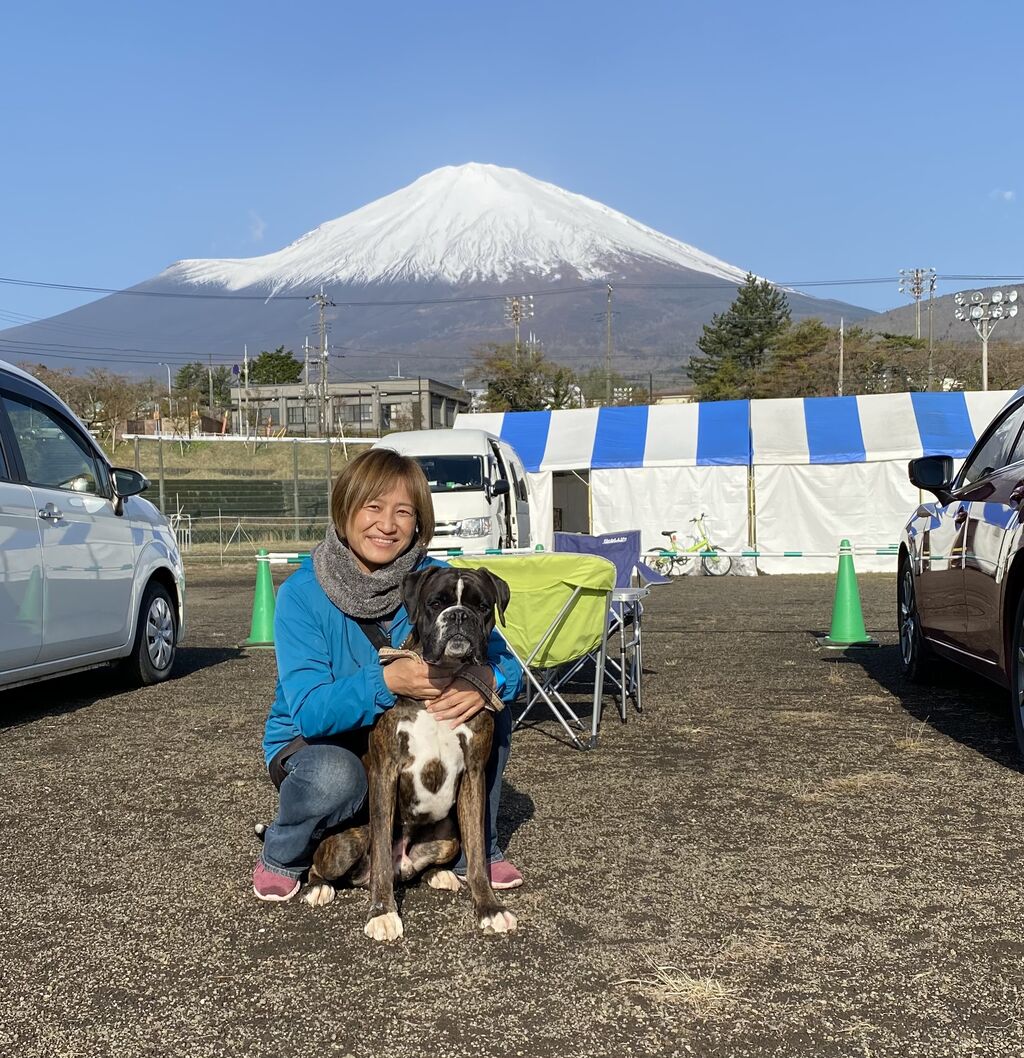 犬ボクサーの本 ボクサー - イヌ - ペット - Y!きっず図鑑