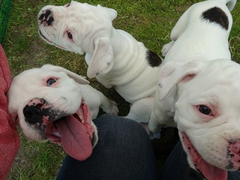 パピー天国 No Boxer No Life