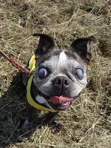 15年9月訓練会 3 枯れ木も山の賑わいなんて言わせない No Boxer No Life