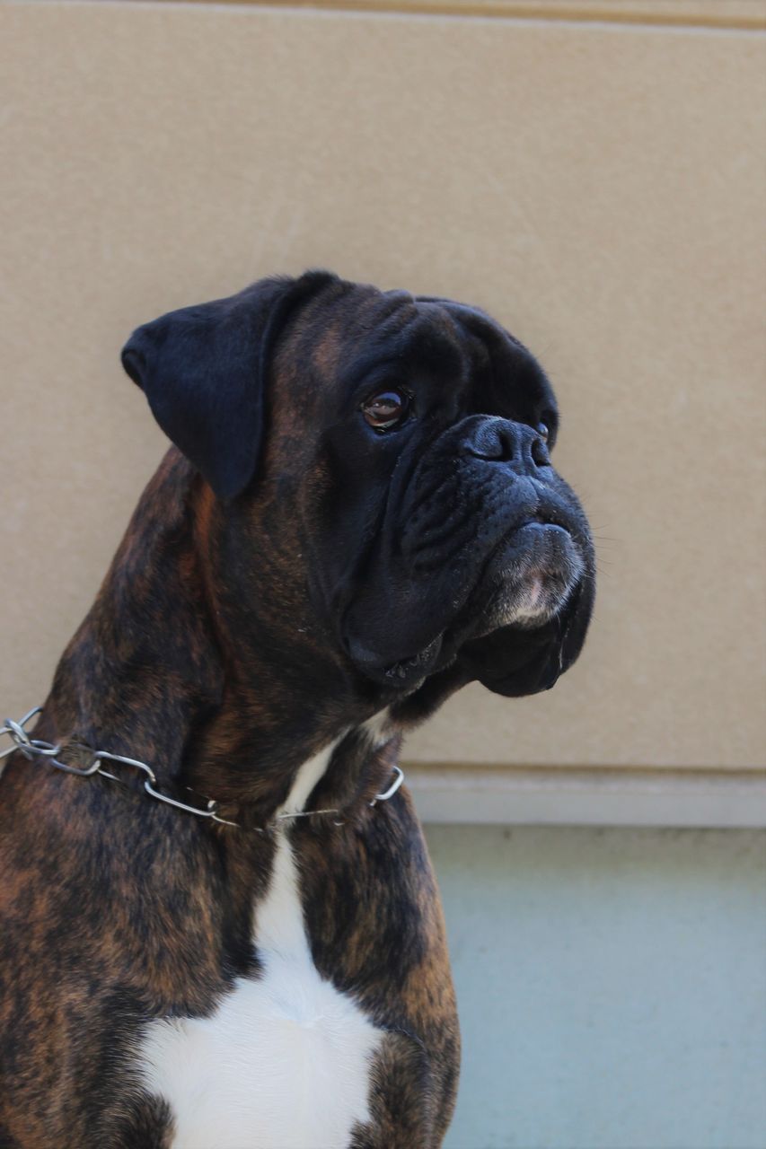 仔犬が生まれます No Boxer No Life 仔犬が生まれます No Boxer No Life