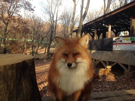 キツネ村に行ってもふもふのキツネを見てきたよ（※画像あり）