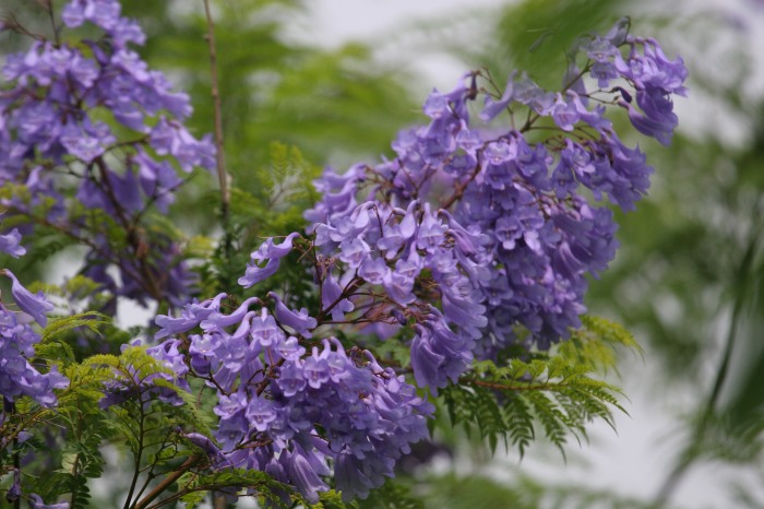 長居植物園 ジャカランダの花 Koro Blog 長居植物園 ジャカランダの花 Koro Blog