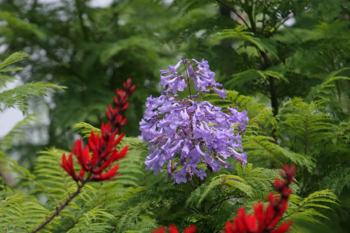 長居植物園 ジャカランダの花 Koro Blog 長居植物園 ジャカランダの花 Koro Blog