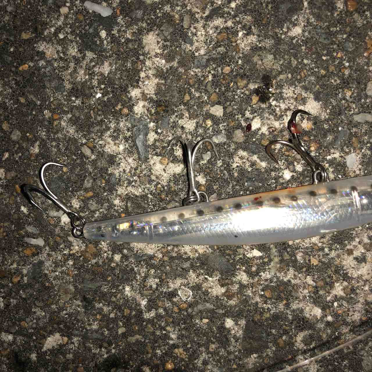 バチパターンでいきなり良型 シーバス ライトゲームな日々