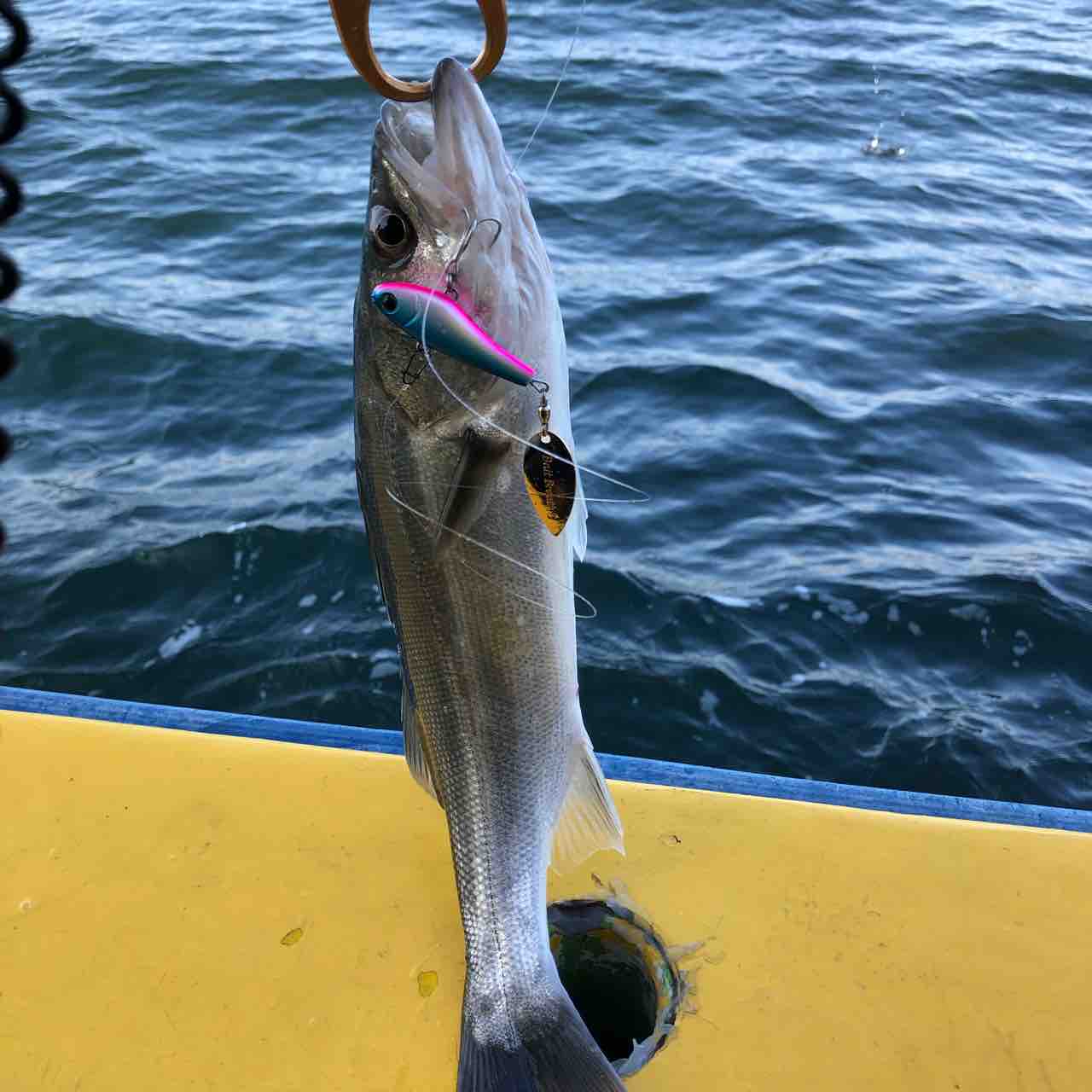 爆釣 東京湾シーバス船で入れ食いを体験してきた シーバス ライトゲームな日々 爆釣 東京湾シーバス船で入れ食いを体験してきた シーバス ライトゲームな日々