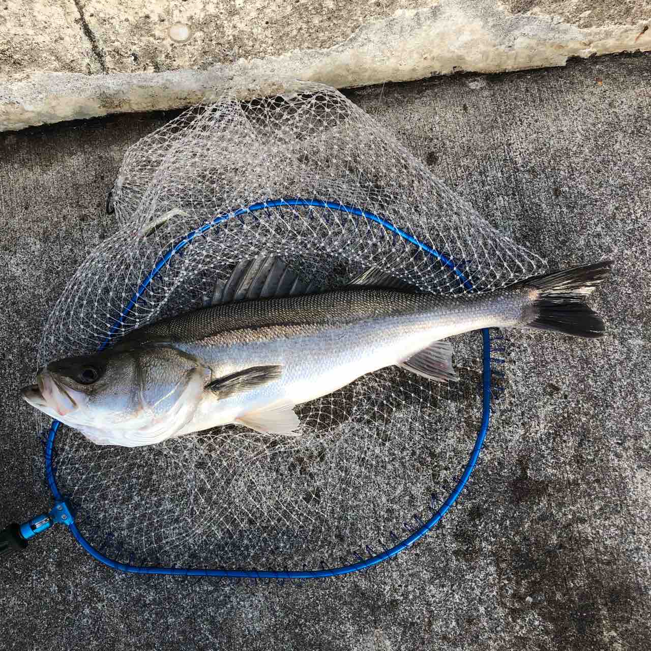 渋々デイゲームで辛勝 ナナマルも出たよ シーバス ライトゲームな日々