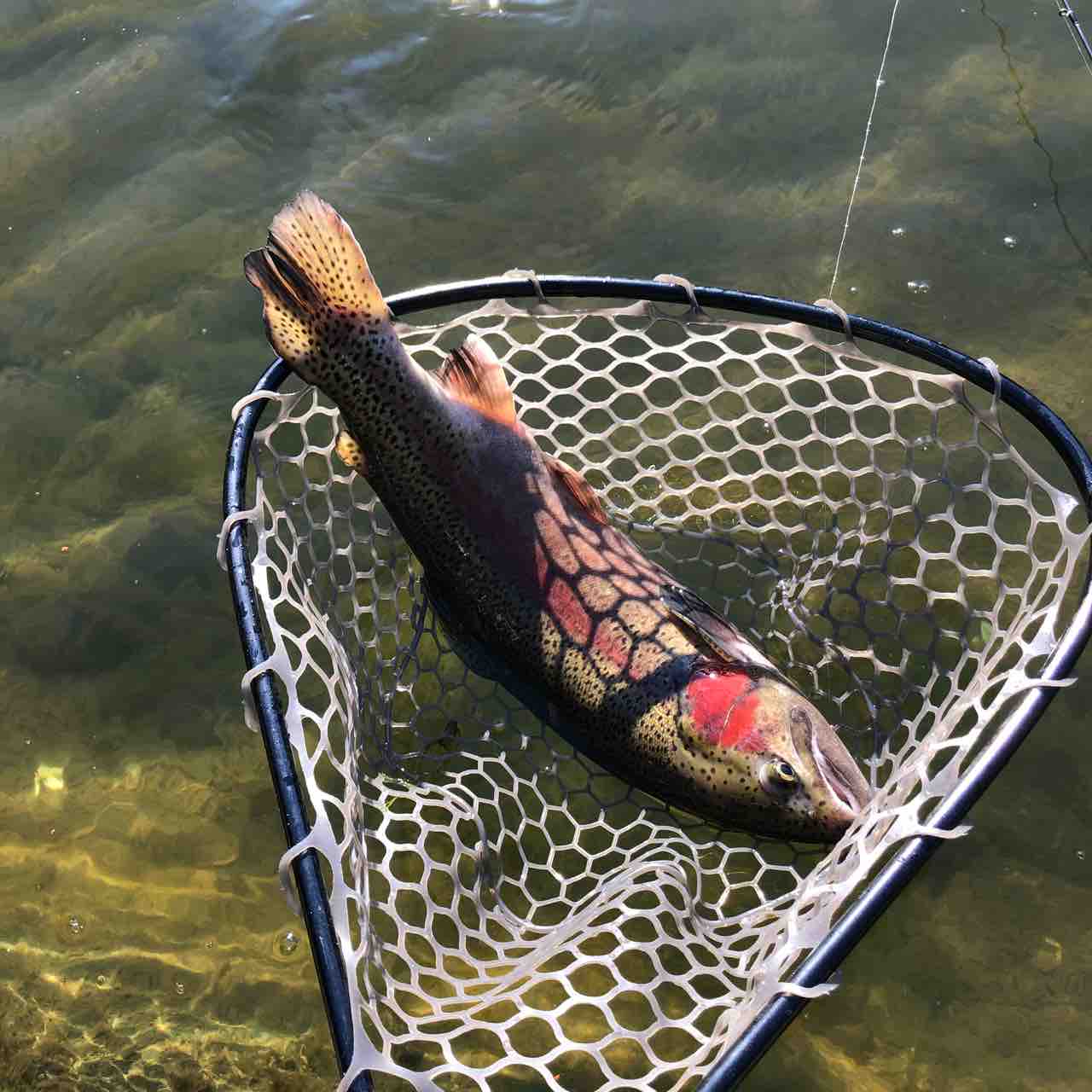 今年も冬のエリアトラウトへ シーバス ライトゲームな日々