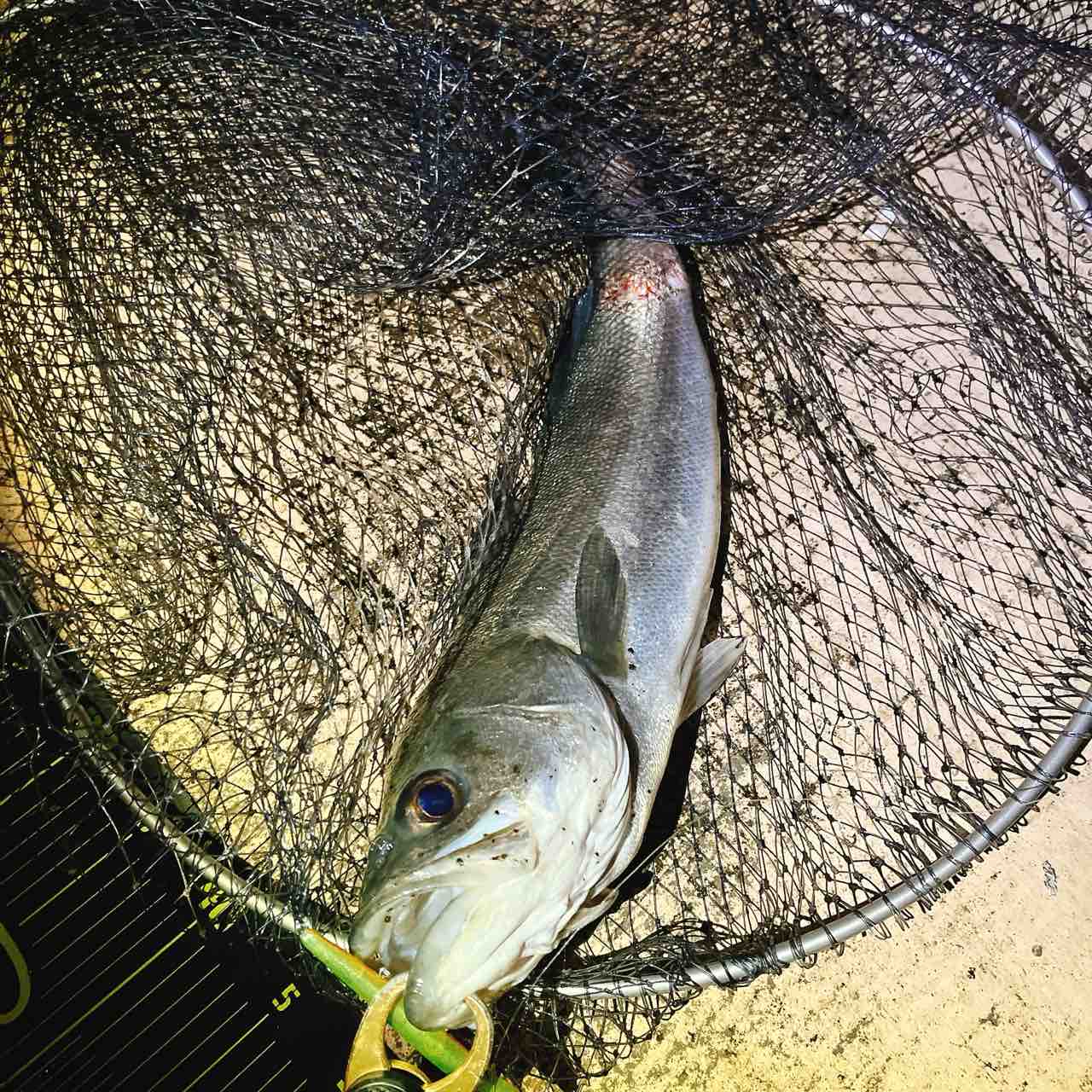 本当のお薦めバチ抜けルアー＆カラー : シーバス&ライトゲームな日々