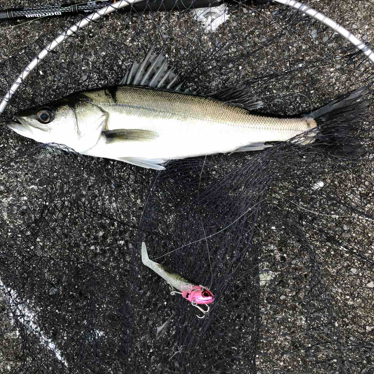 鬼シブ沖堤防で 拾っていく釣り シーバス ライトゲームな日々 鬼シブ沖堤防で 拾っていく釣り シーバス ライトゲームな日々
