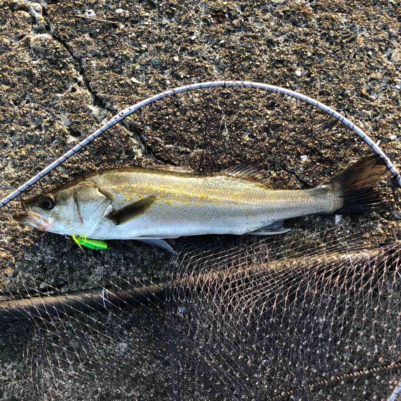 夏シーバス ぐるぐるドン で年間100匹超え シーバス ライトゲームな日々