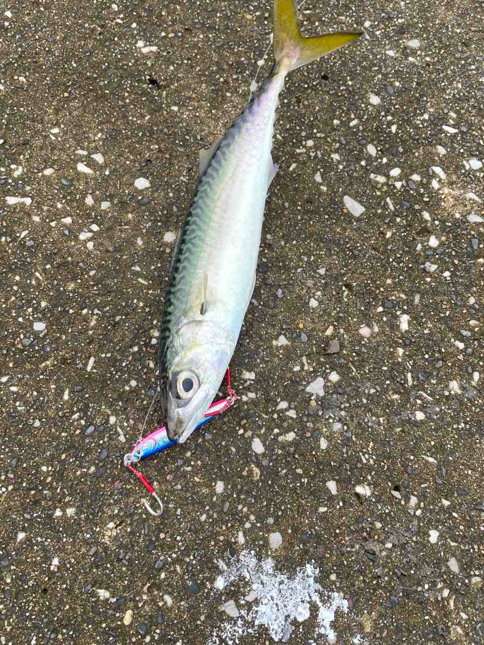 ヤマガブランクス EARLY99ML for Surf : シーバス&ライトゲームな日々